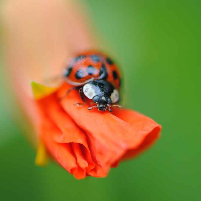 Ein Traum in orange