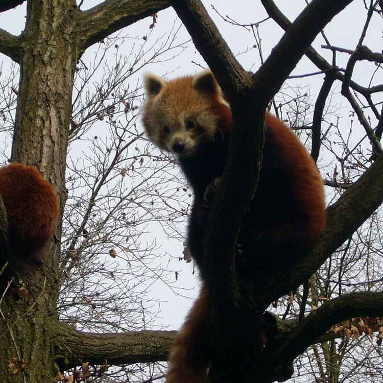 Tierpark Kleve - Kleiner Panda