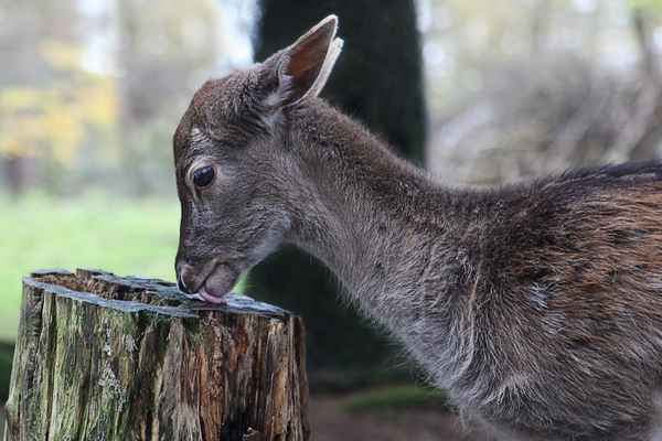 Lecker