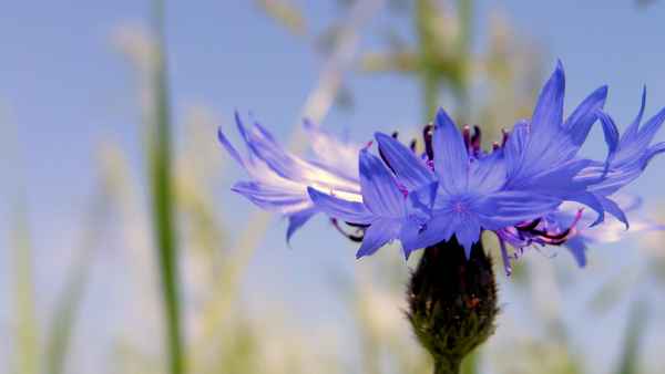 Kornblume