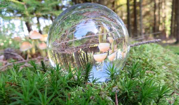 Herbstzeit ist auch Schwammerlzeit...