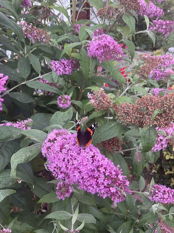 Besuch beim Schmetterlingsflieder