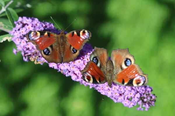 Schmetterling Tagpfauenauge im Doppel :-)