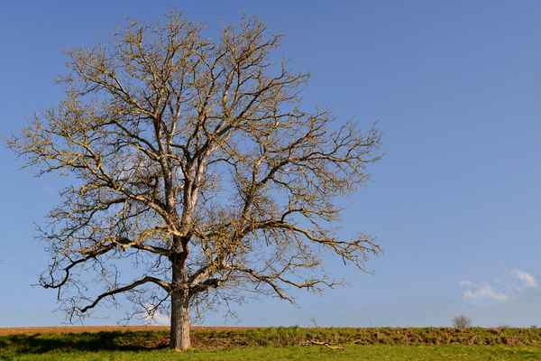 Baum