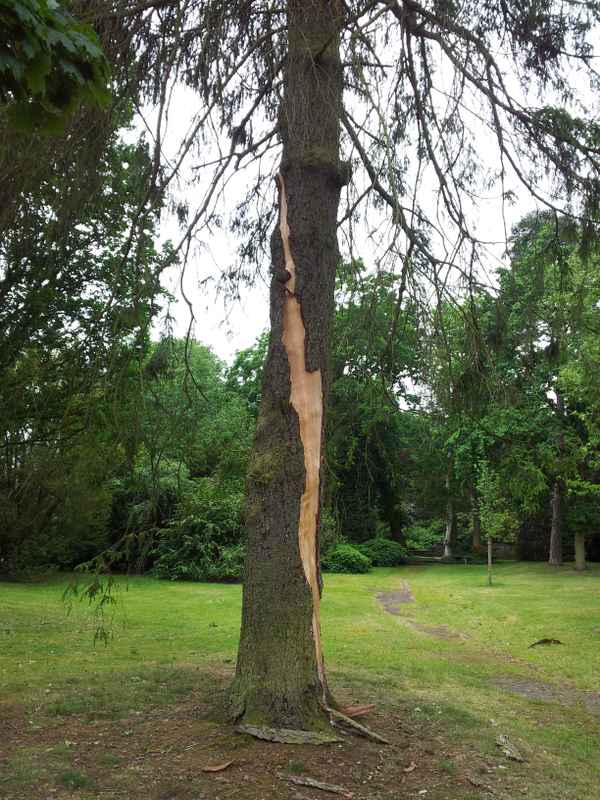 Blitzeinschlag im Nadelbaum