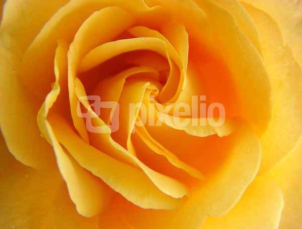 gelbe Rose