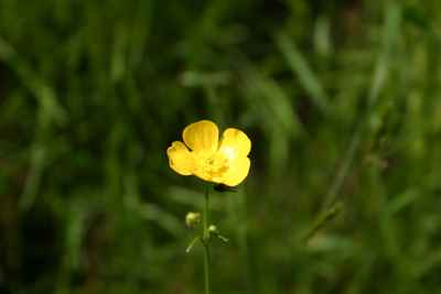  Blume