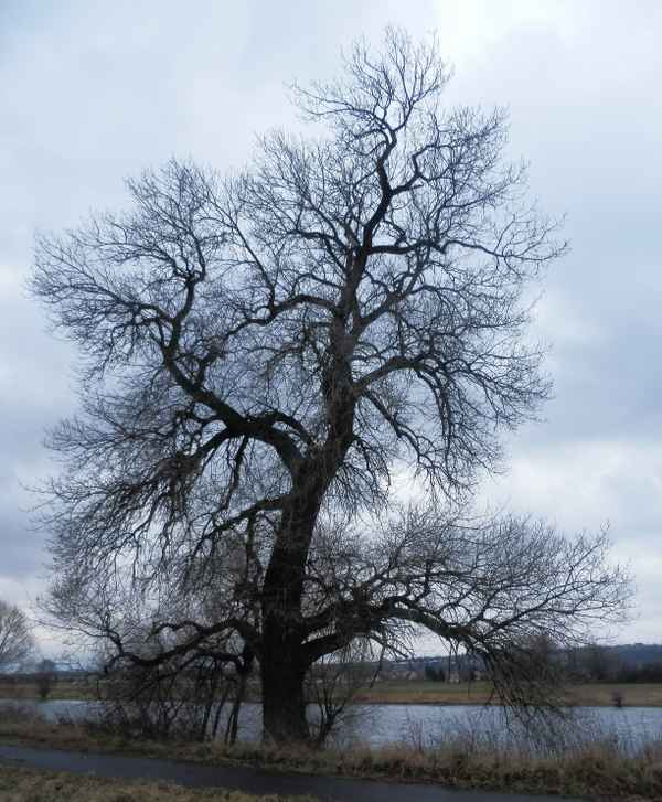 Eiche am Elberadweg