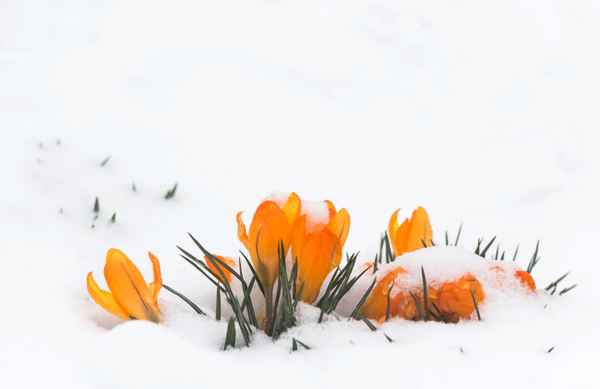 Frühlingsboten im Schnee