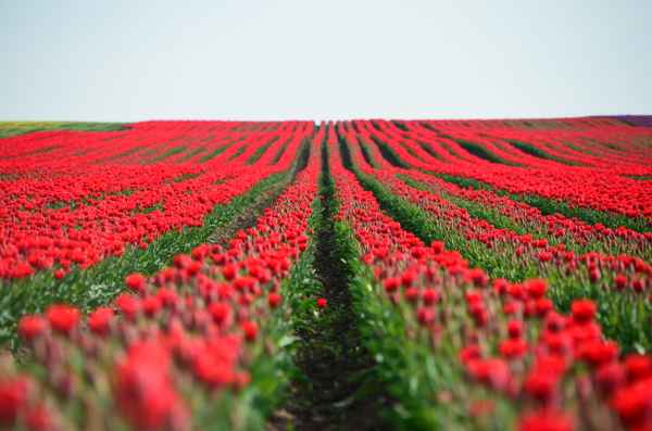 Tulpen
