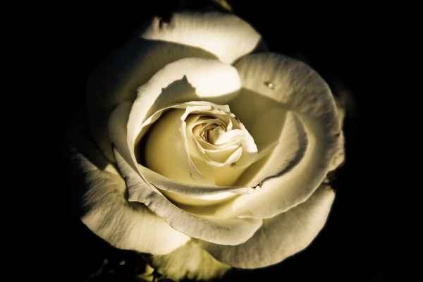 Weiße Rose