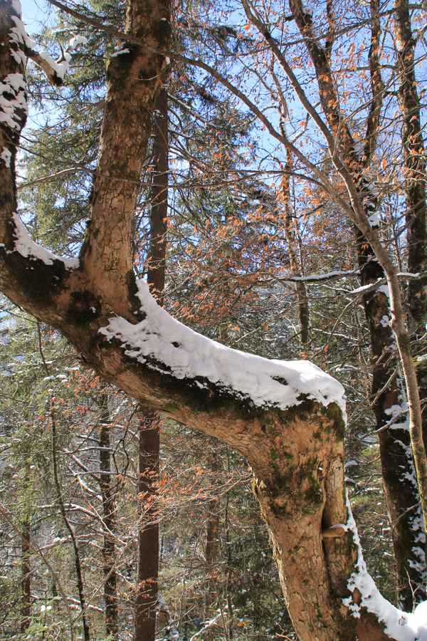 Natur.Knick im Reintal