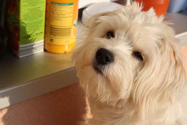 Schau wie ich schaun kann