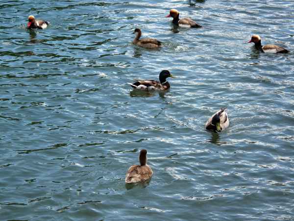 Enten-Versammlung