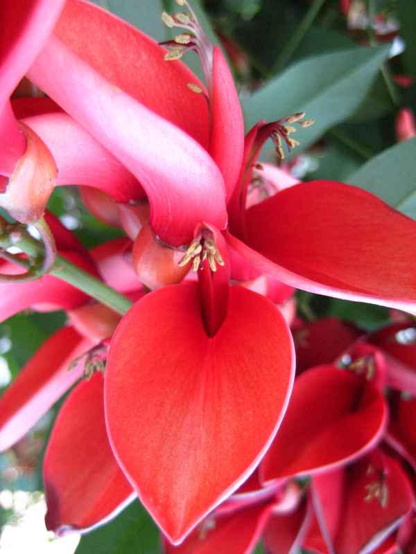 Blüte des Korallenbaumes in Nahaufnahme