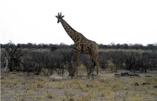 Giraffe im Etoscha Nationalpark