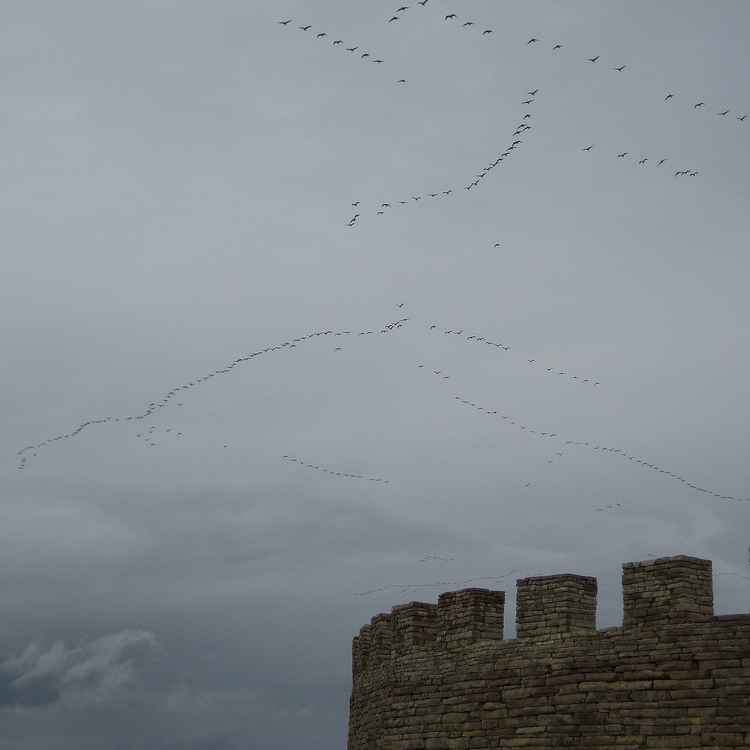 Vogelschwarm über der Eketorps Burg,Öland,Schweden