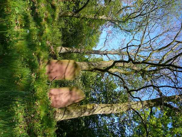 Der jüdische Friedhof