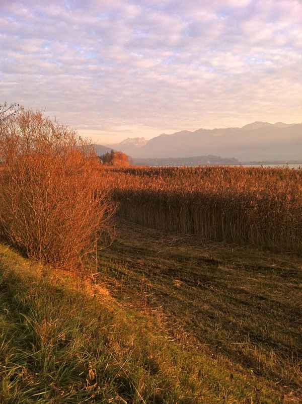 Naturschutzgebiet Zürichsee