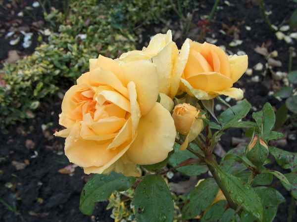 Gelbe Königin der Blumen