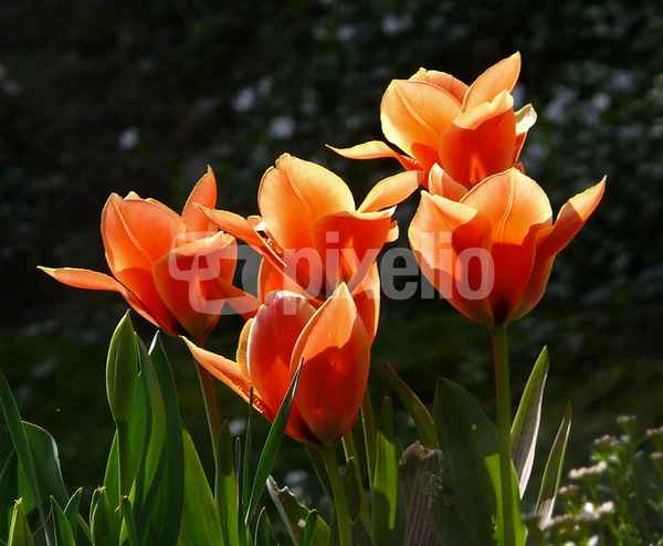 "Tulipa"