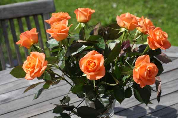 Lachsfarbene Rosen