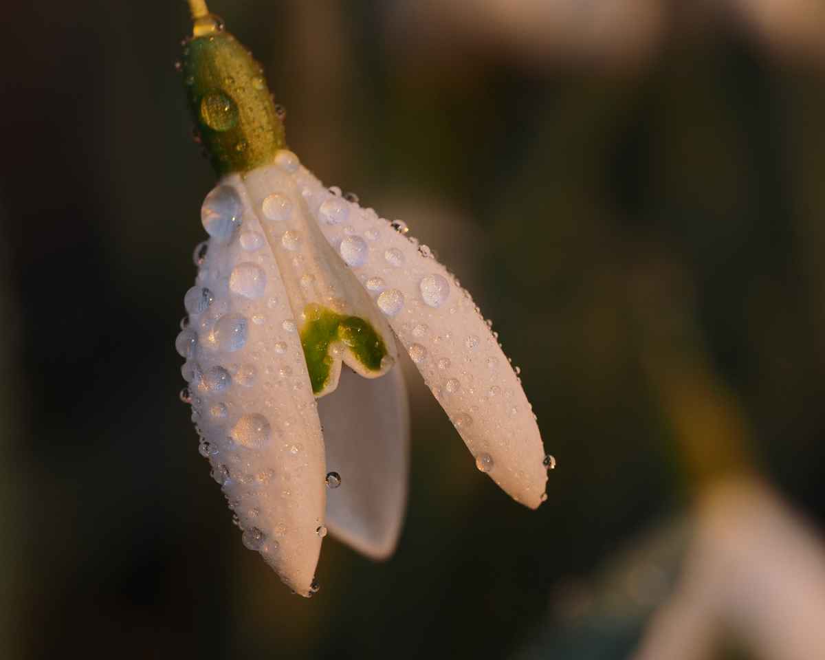schneeglöckchen 2