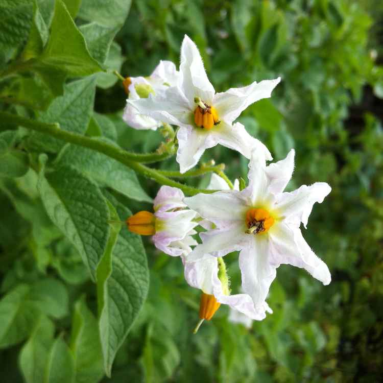 Blüte der Kartoffelstaude
