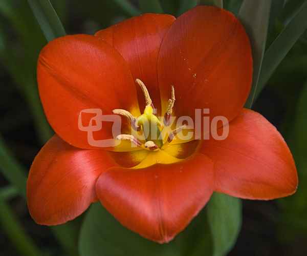 Tulpenblüte