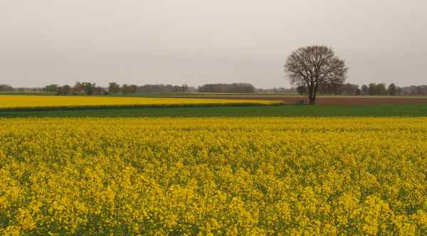 raps im blütenrausch