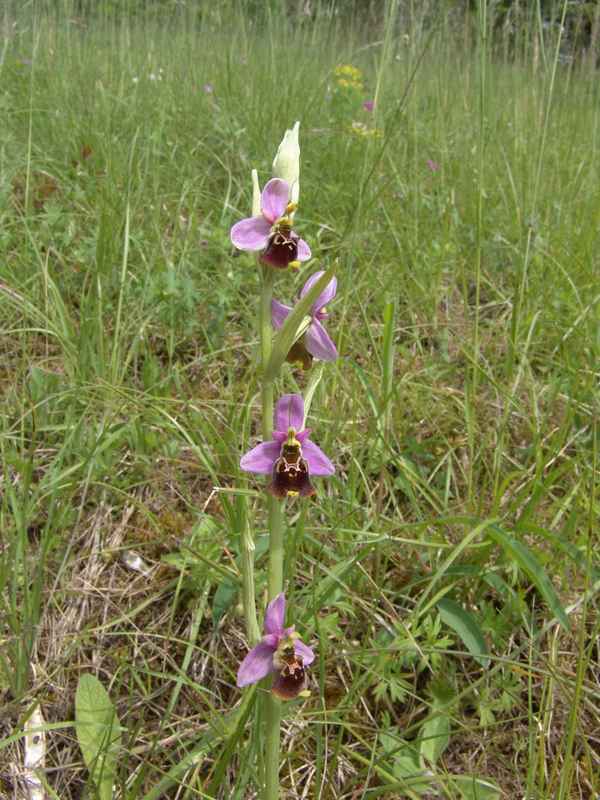 Ophrys holoserica