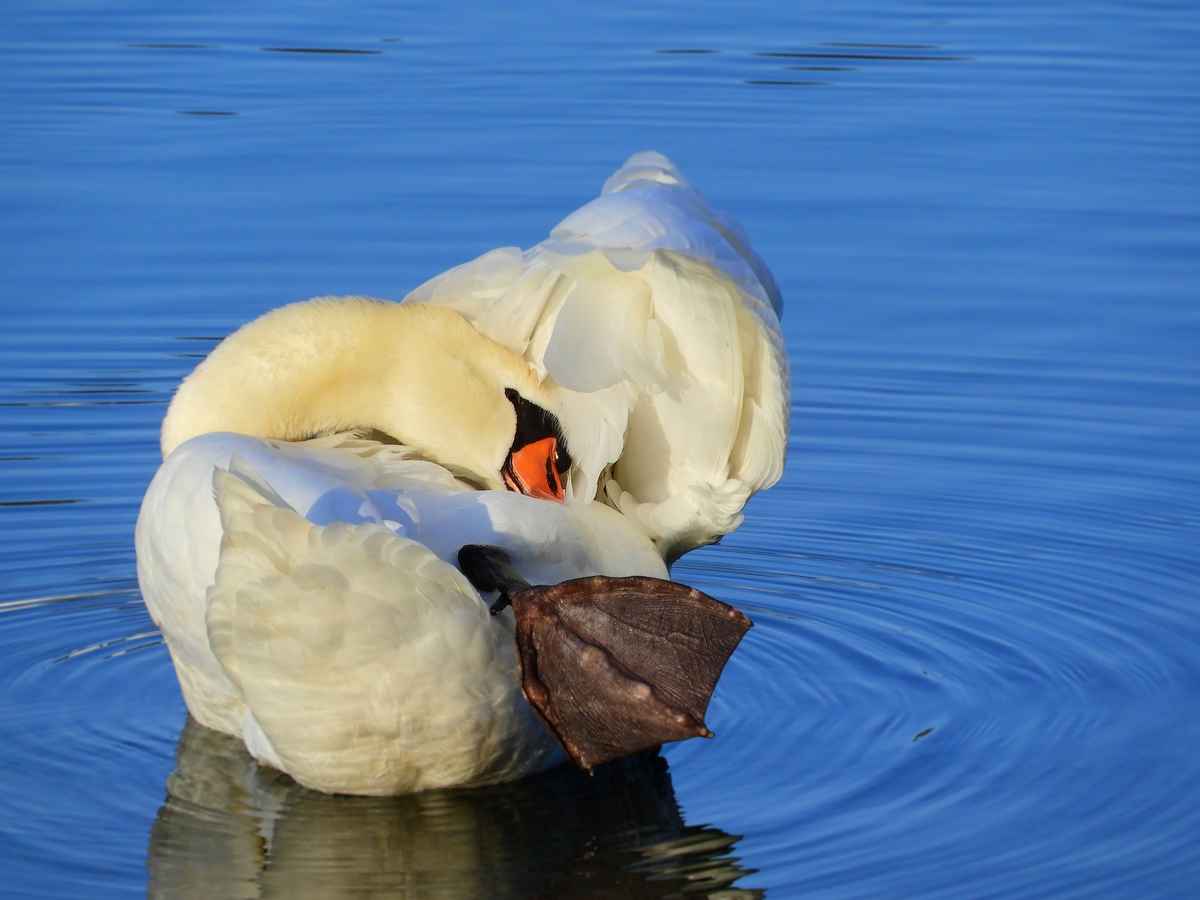 Schwan