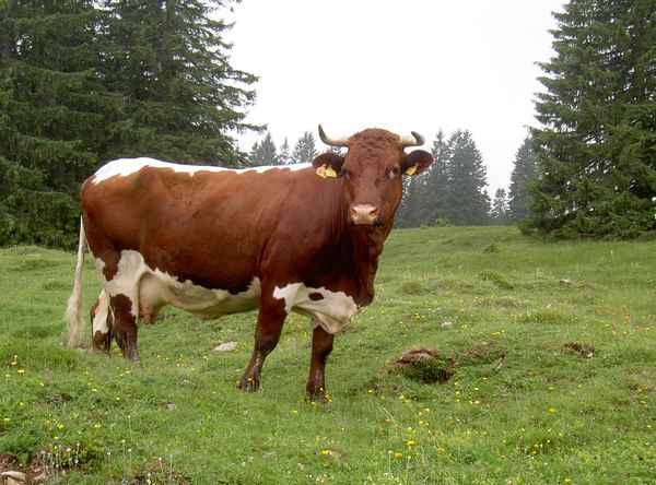 Almkühe