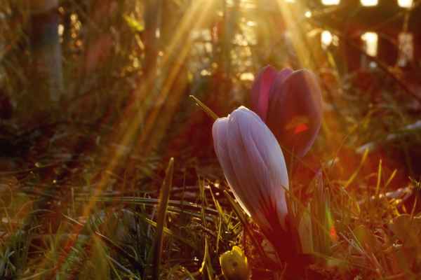 im spektrum des frühlings