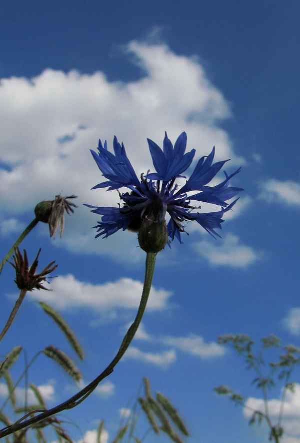 Dem Himmel entgegen !