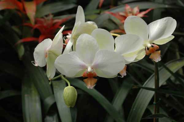 White Orchids_DSC_0085_