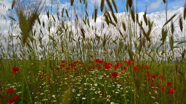 ein Bett im Kornfeld?