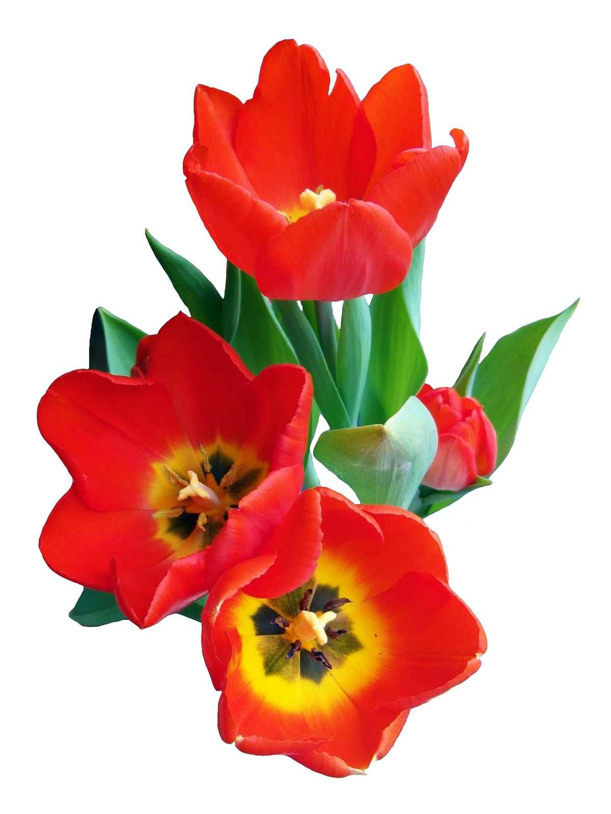 Tulpe