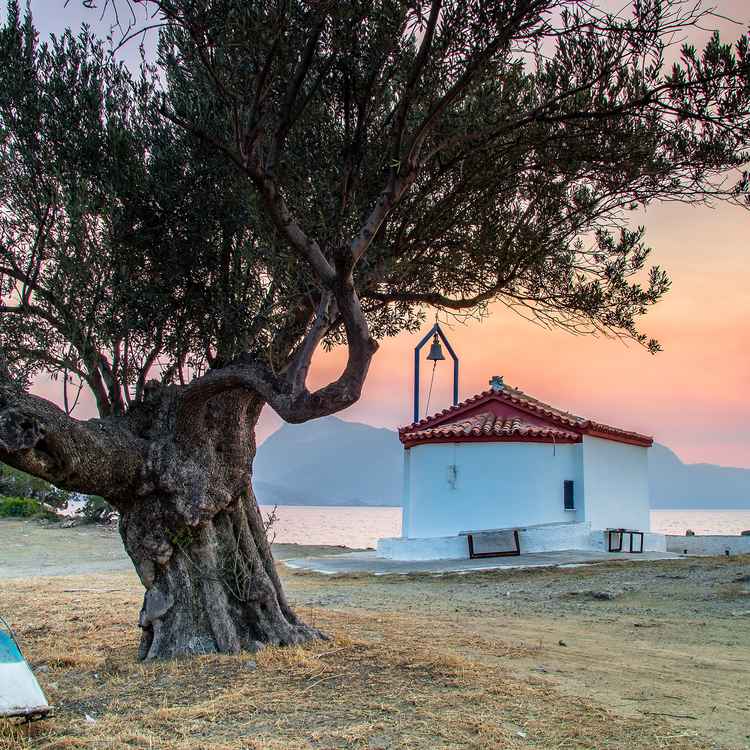 Griechische Kirche und Olivenbaum bei Sonnenuntergang