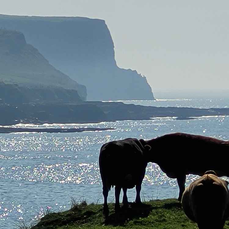 Rinder vor den Cliffs of Moher