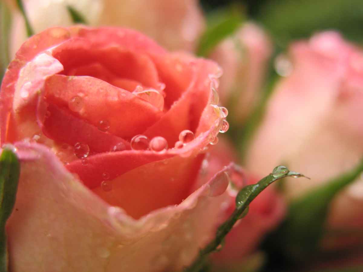 Rosenblüte