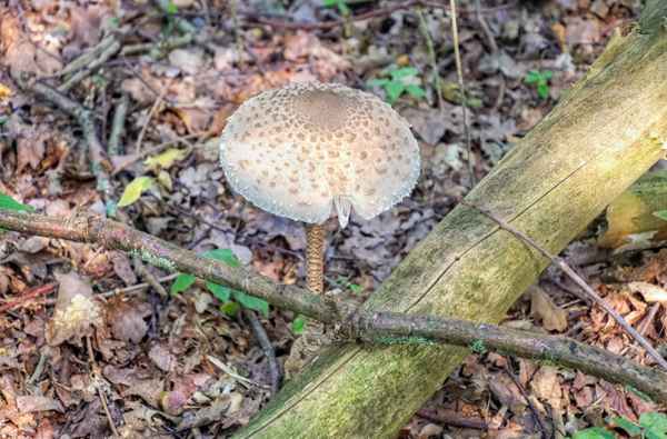 Pilzfund im Eichenwald