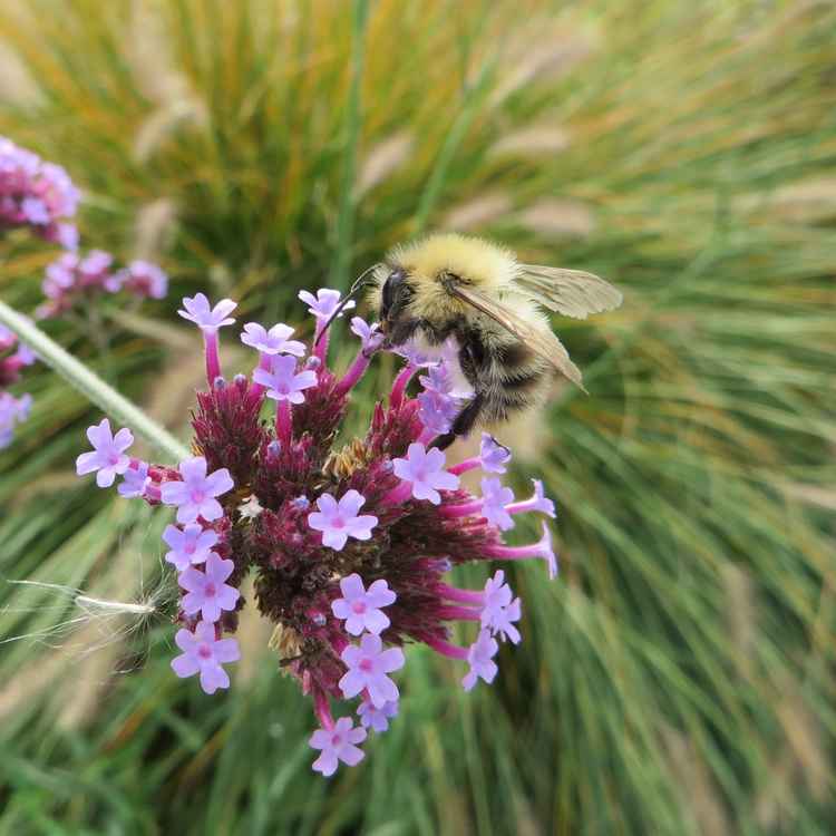 Flei&szlig;ige Biene