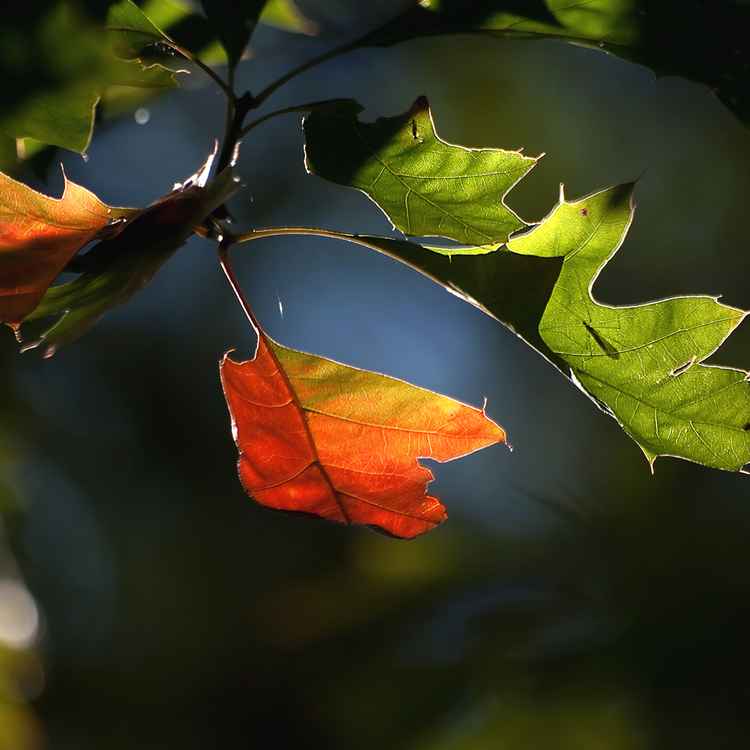 oktoberfarben