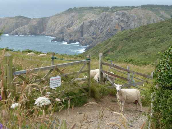 Schafe auf Sark