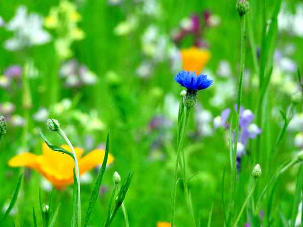 Blumenwiese 2