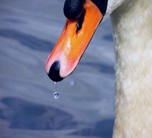 Da perlt doch was ...