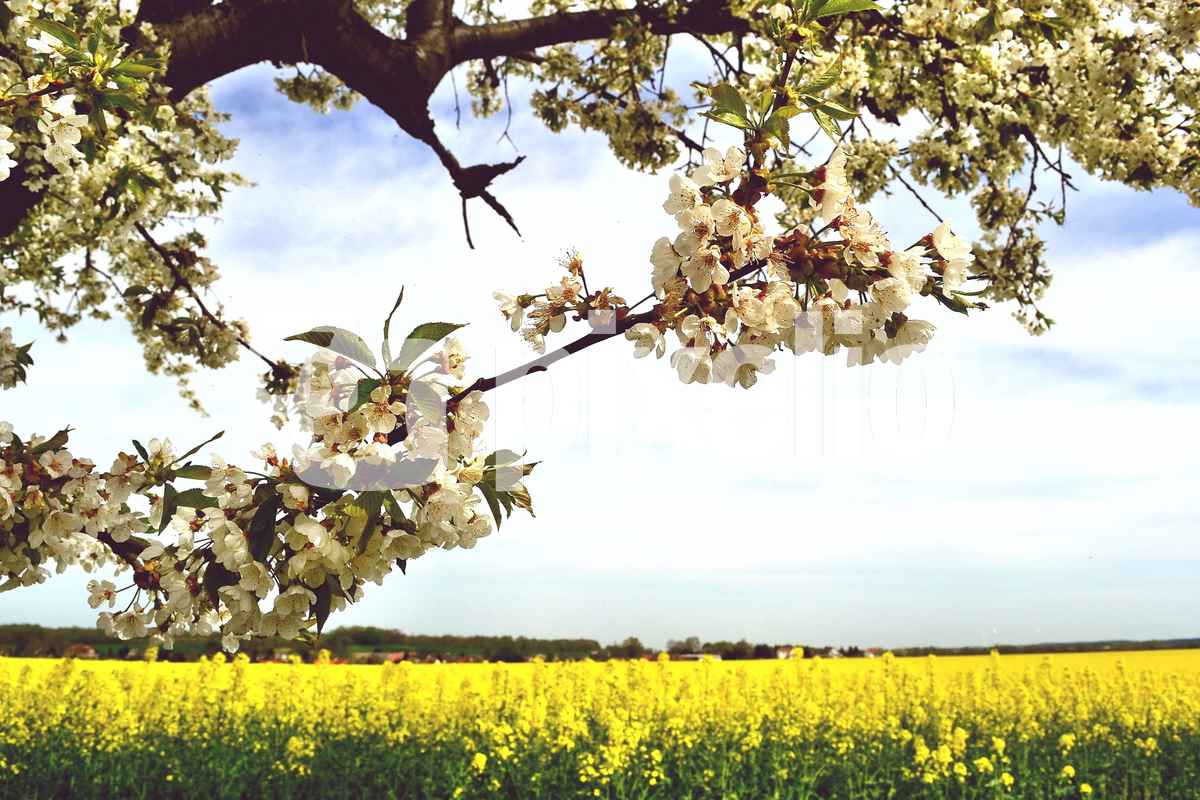 Baumblüte