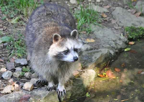 neugieriger Waschbär