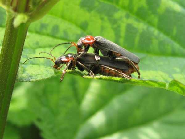 Einer aus der Sorte Kugelkäfer